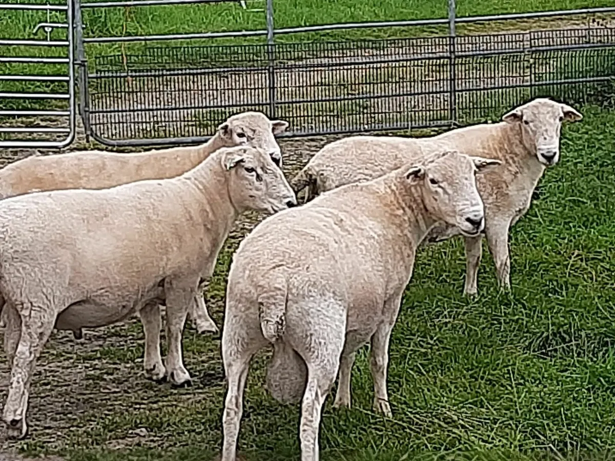 Easycare sheep - Image 2