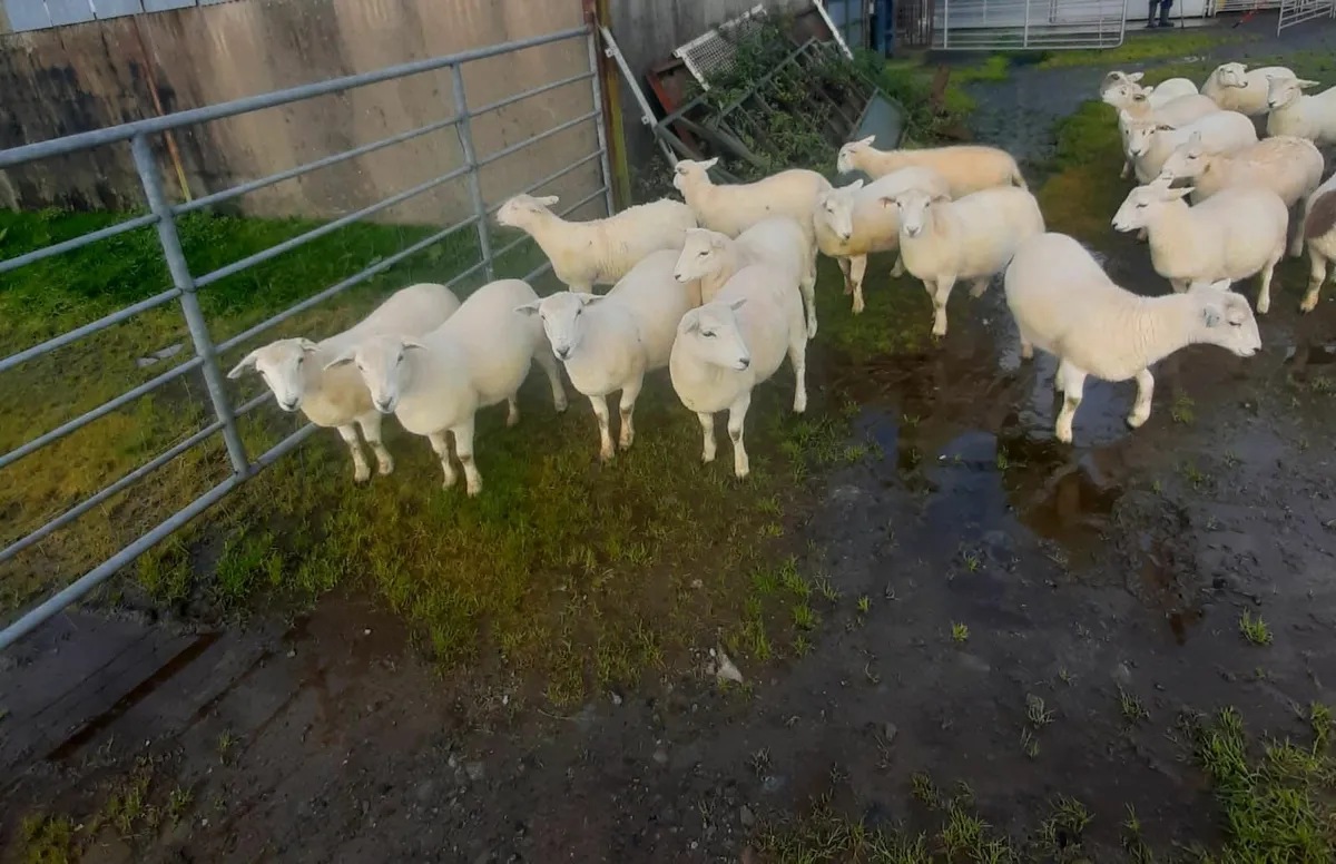 Easycare sheep - Image 3
