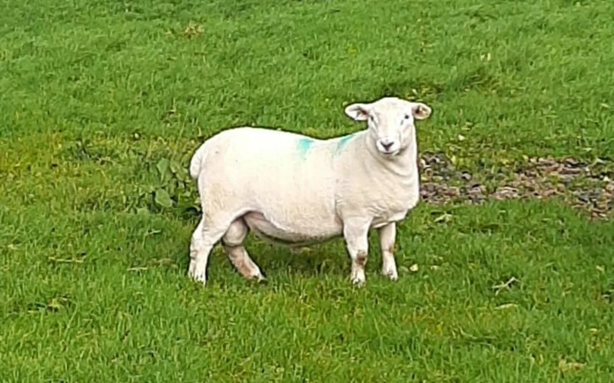 Easycare sheep - Image 4