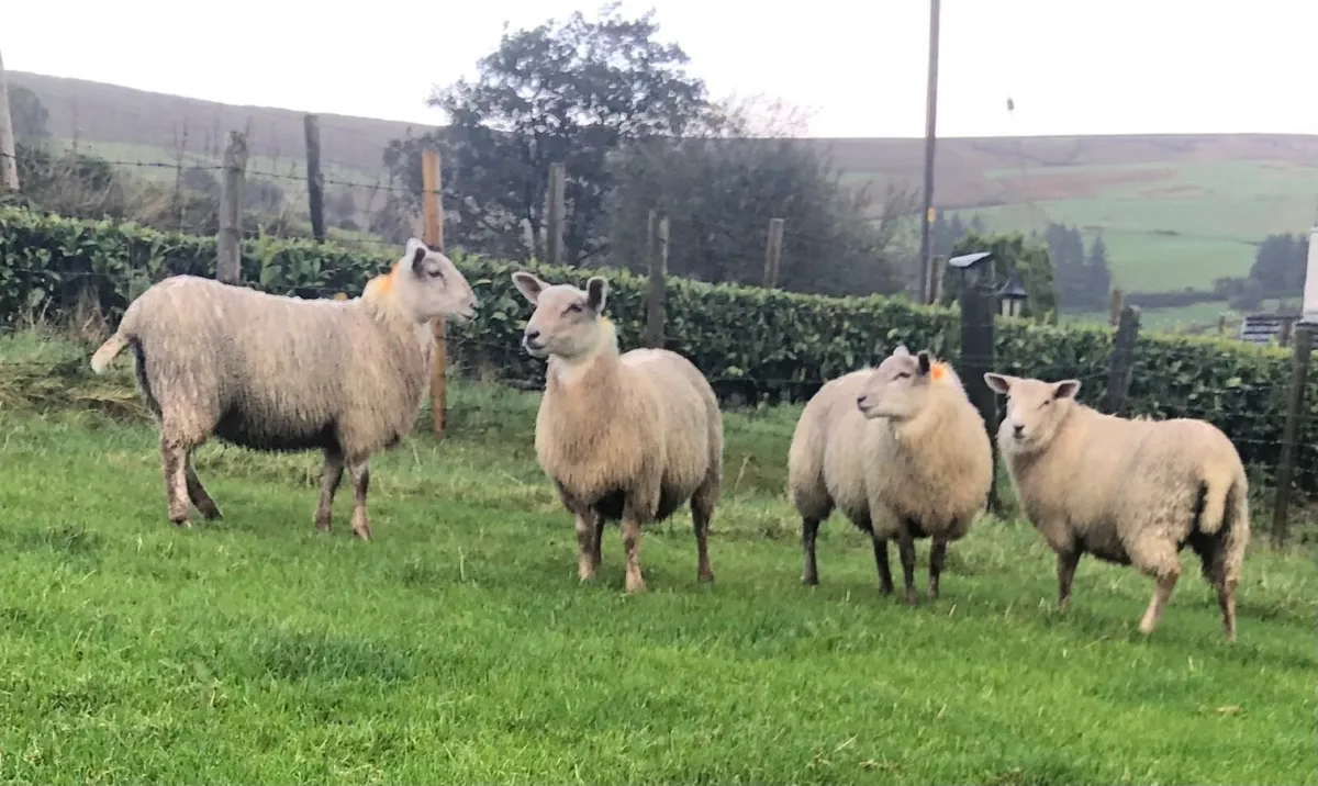 Charlollais/texel ewe lambs