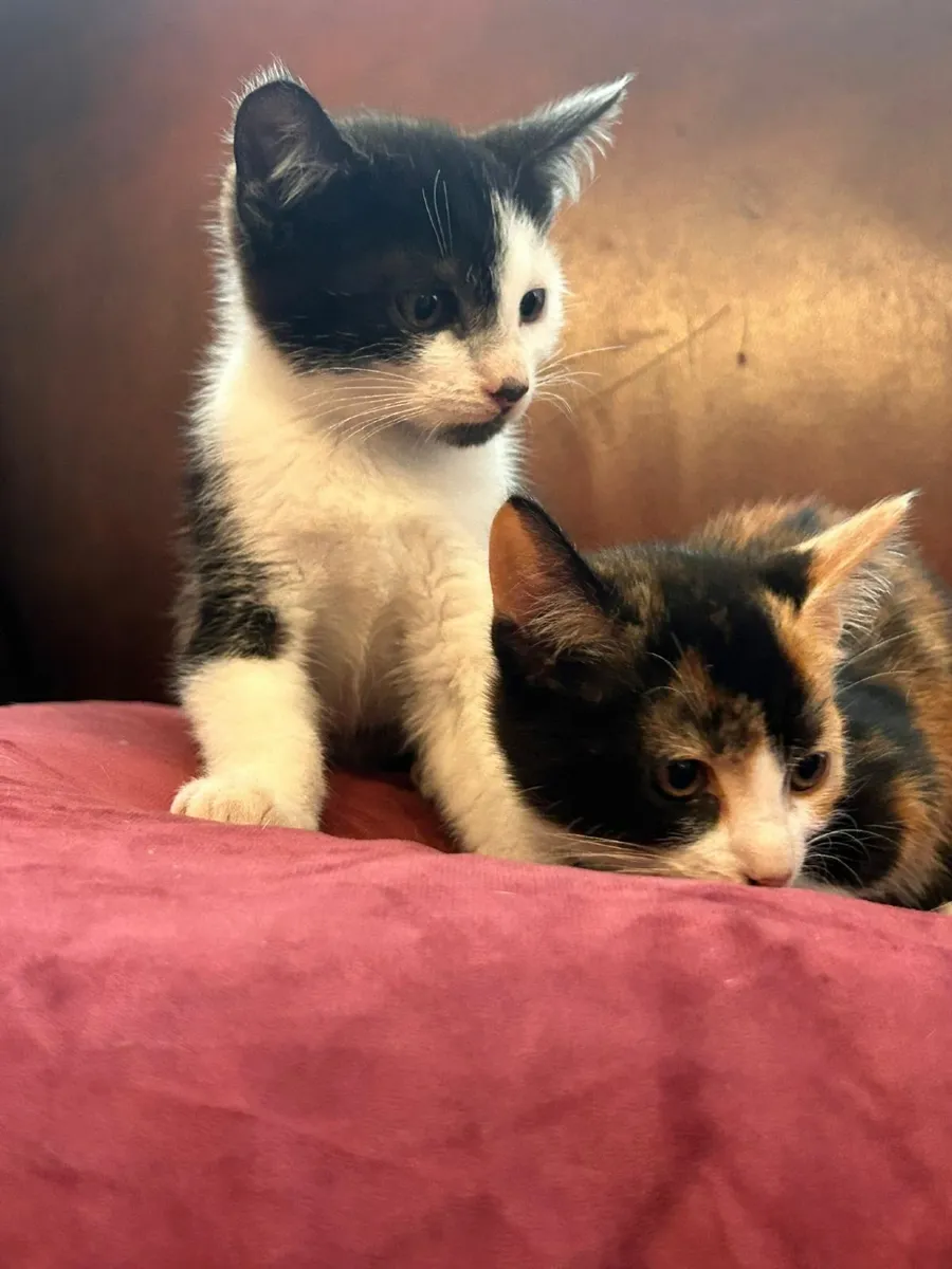 Kittens - Image 1