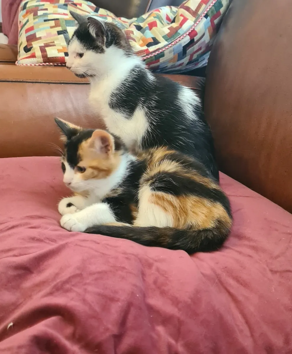 Kittens - Image 2