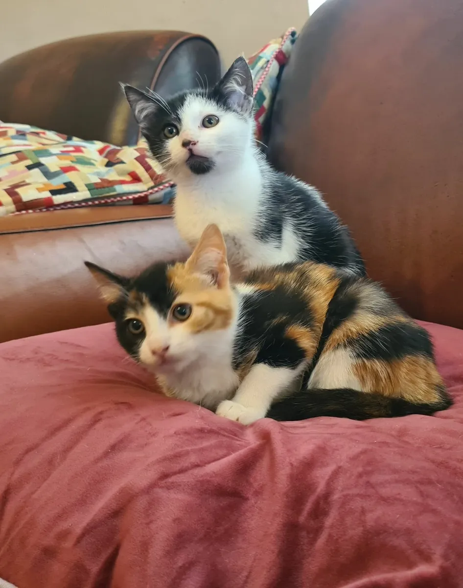 Kittens - Image 3