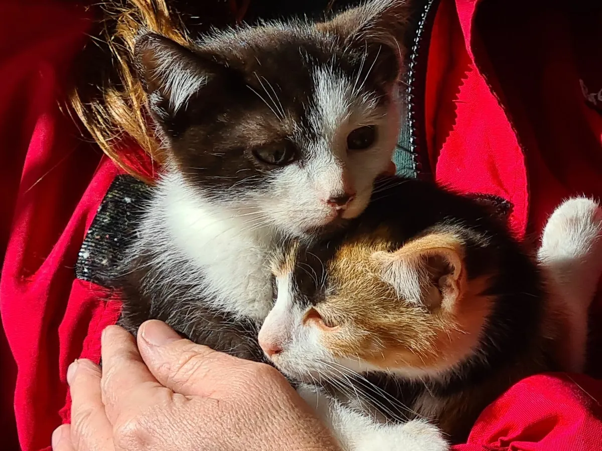 Kittens - Image 4