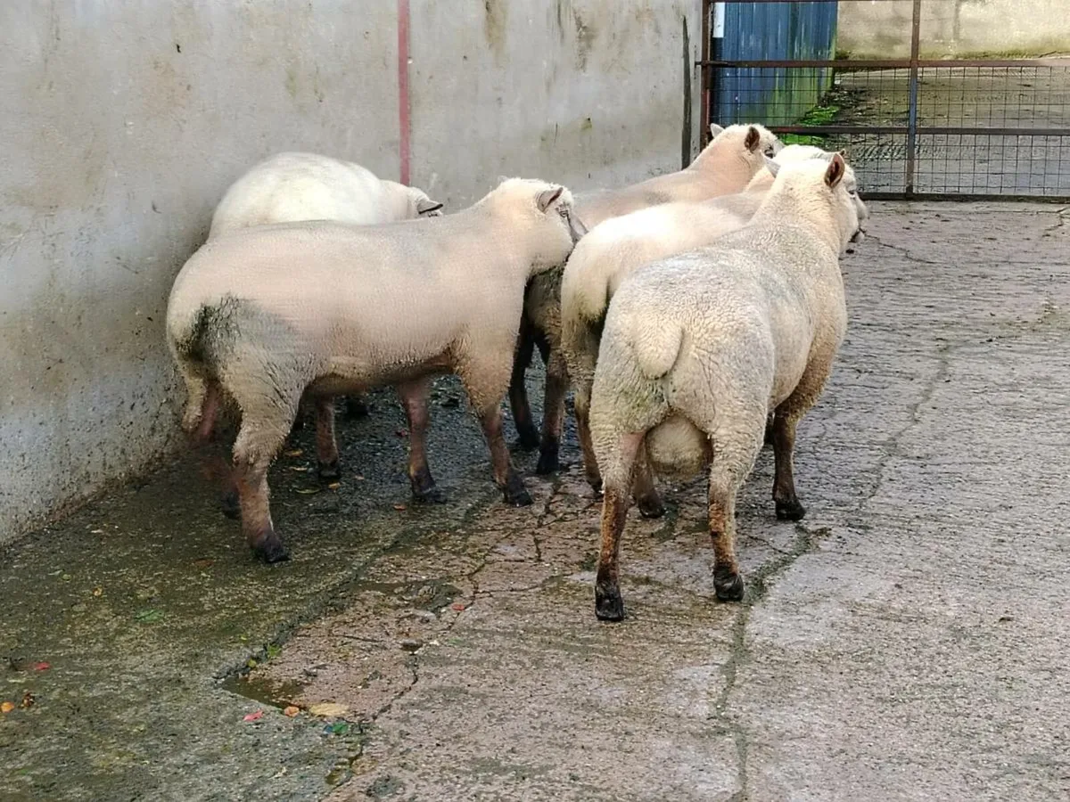 Vendeen shearling rams - Image 2