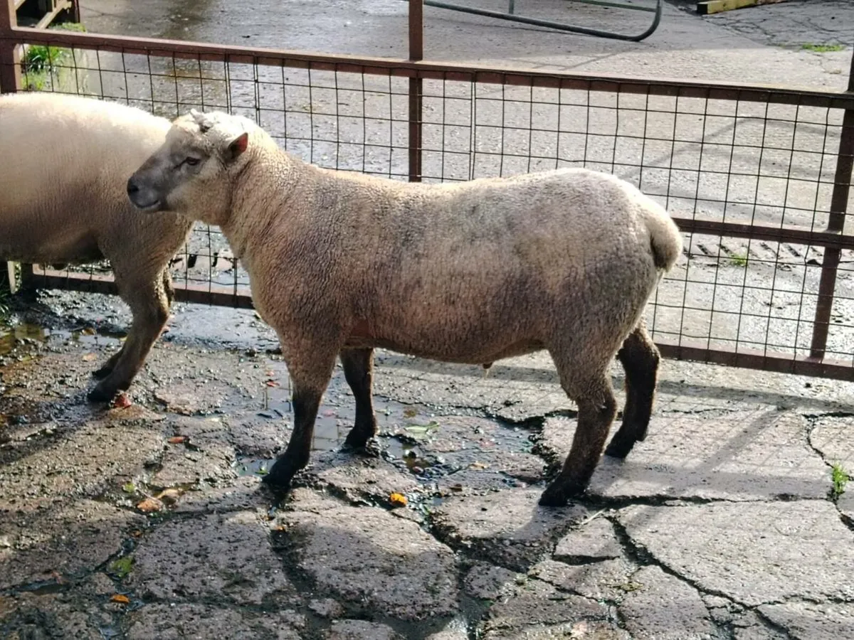 Vendeen shearling rams - Image 1