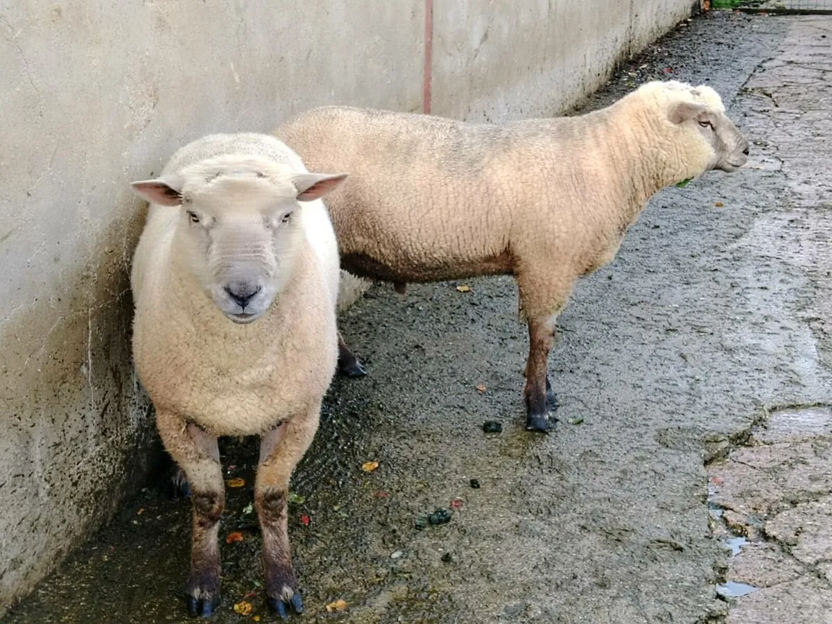 Vendeen shearling rams - Image 3