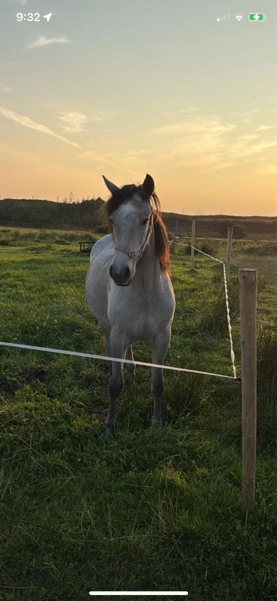 Yearling Connemara Filly - Image 1