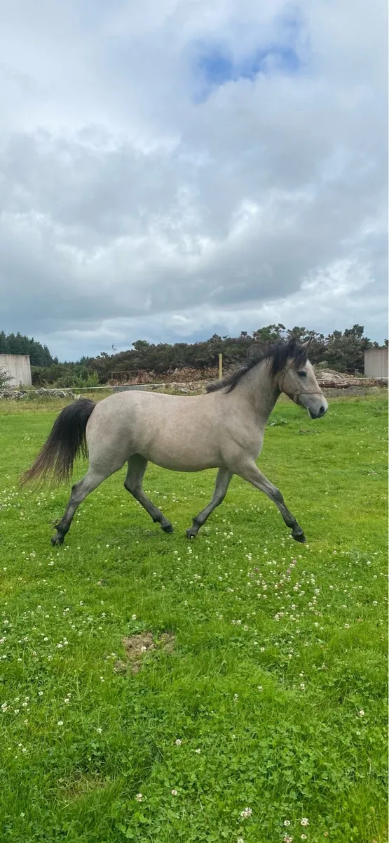 Yearling Connemara Filly - Image 2
