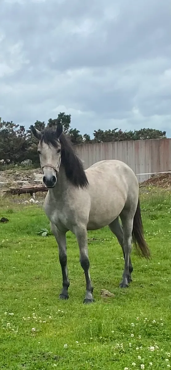 Yearling Connemara Filly - Image 3