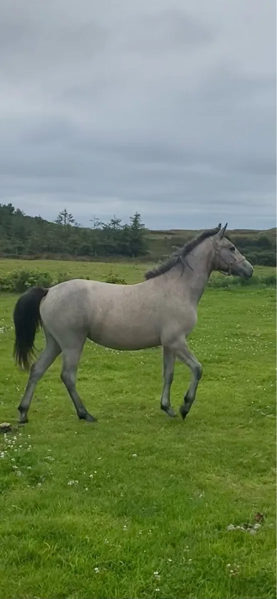 Yearling Connemara Filly - Image 4