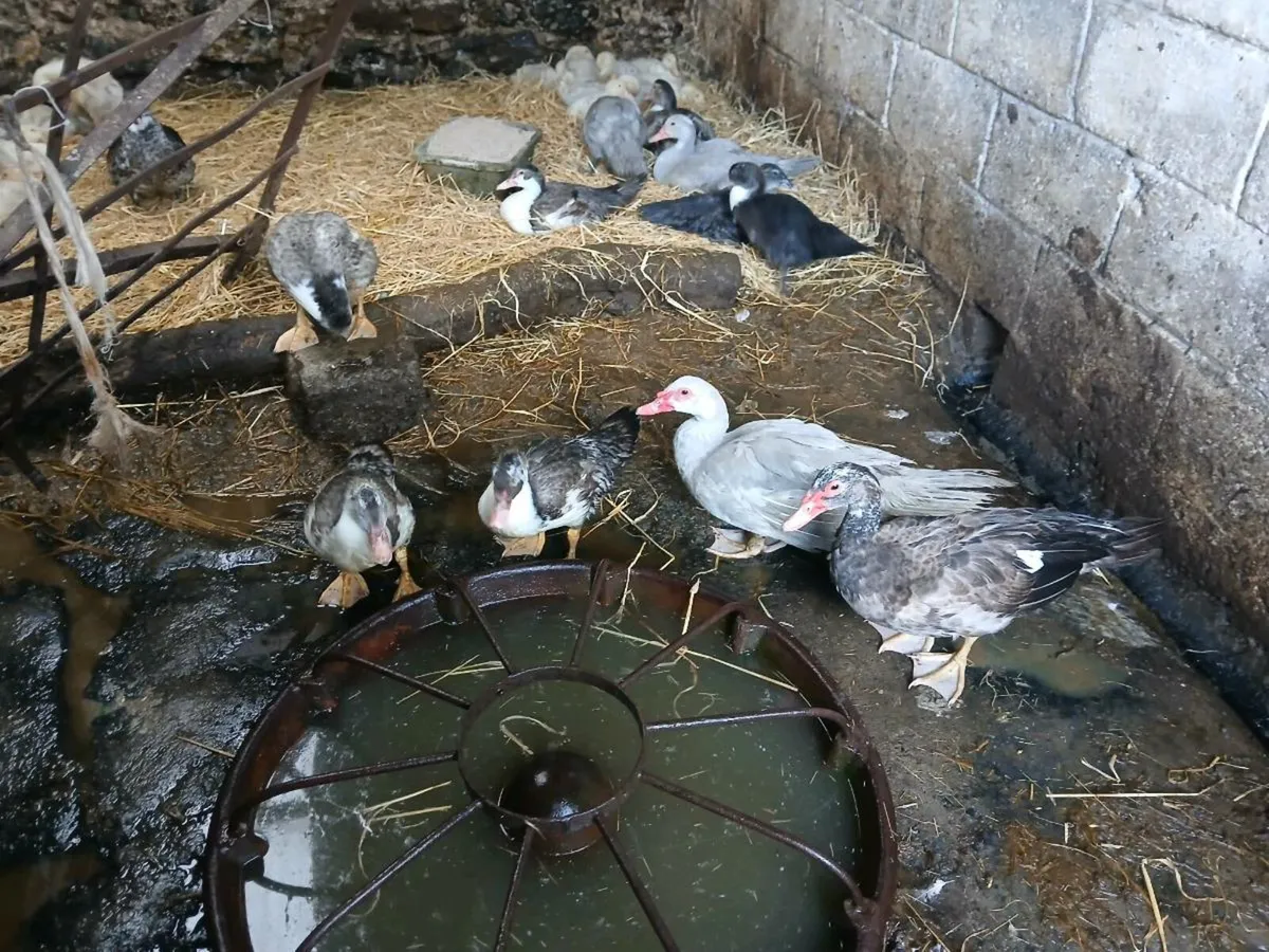 Moscovey drakes - Image 1