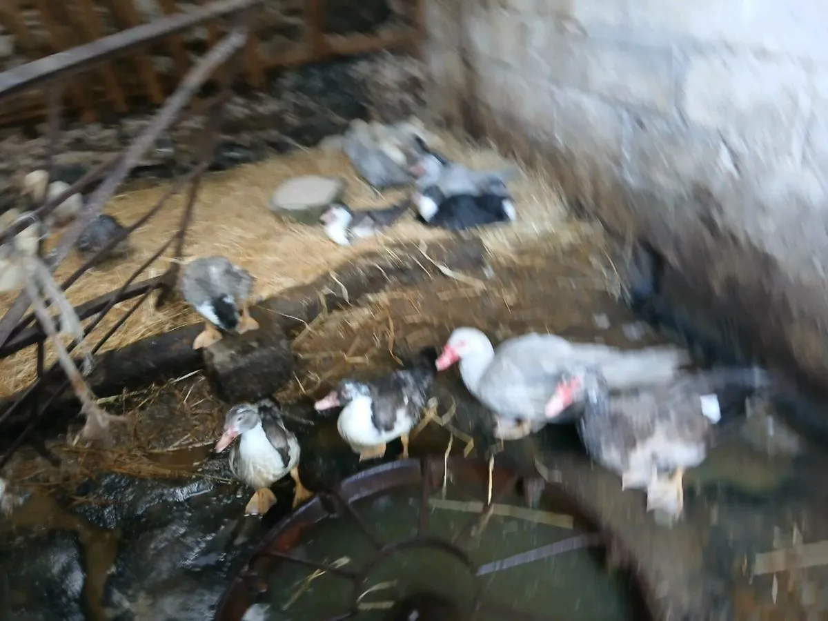 Moscovey drakes - Image 4