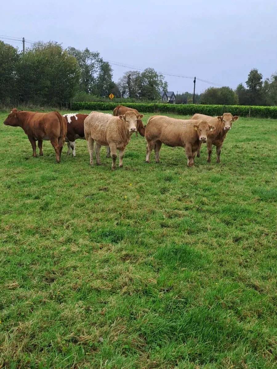 Heifers - Image 1