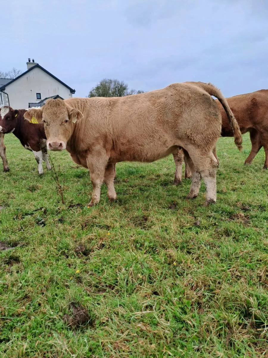 Heifers - Image 2