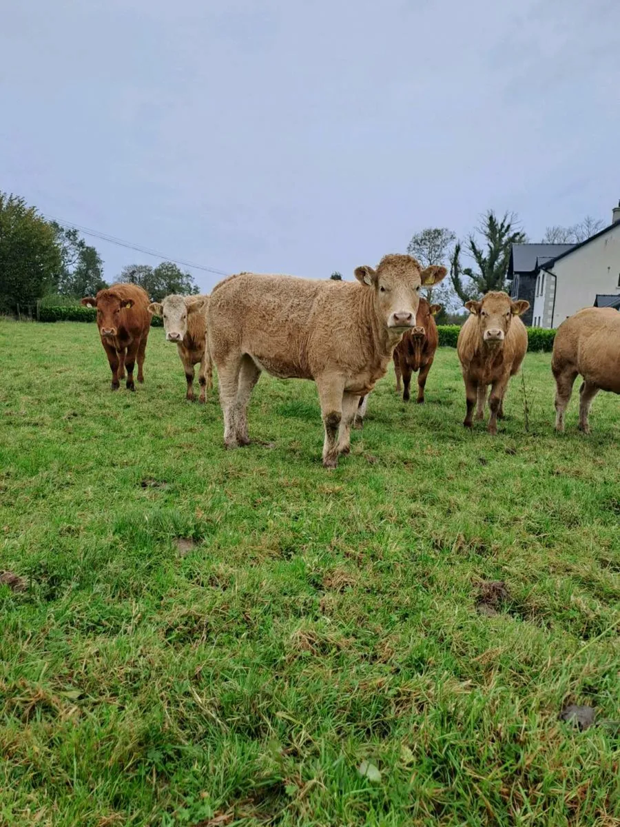 Heifers - Image 3