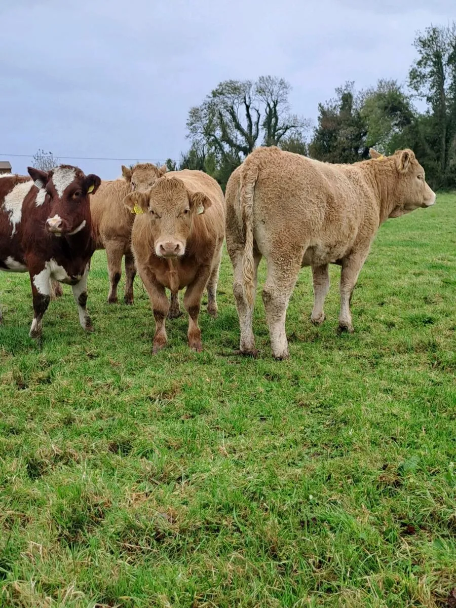 Heifers - Image 4