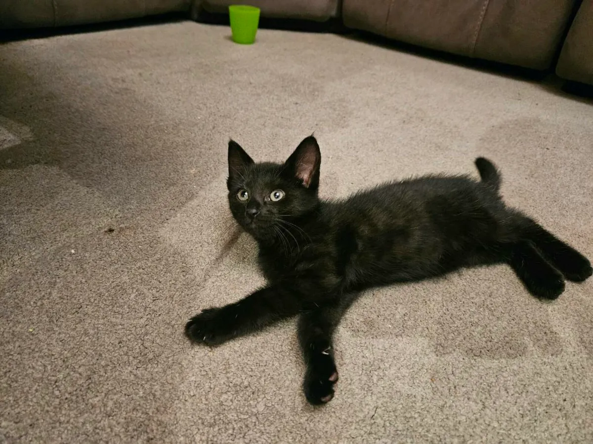Black Kitten male - Image 1