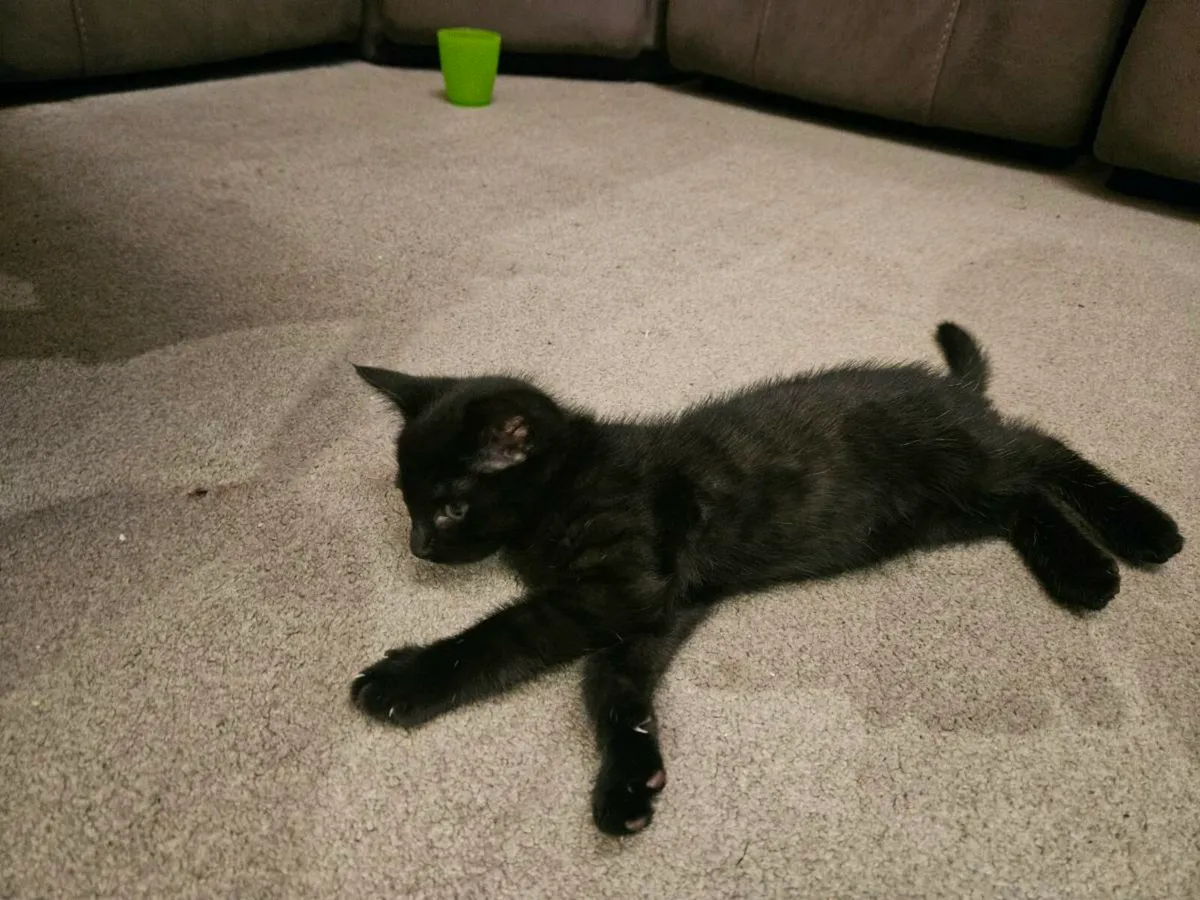 Black Kitten male - Image 2