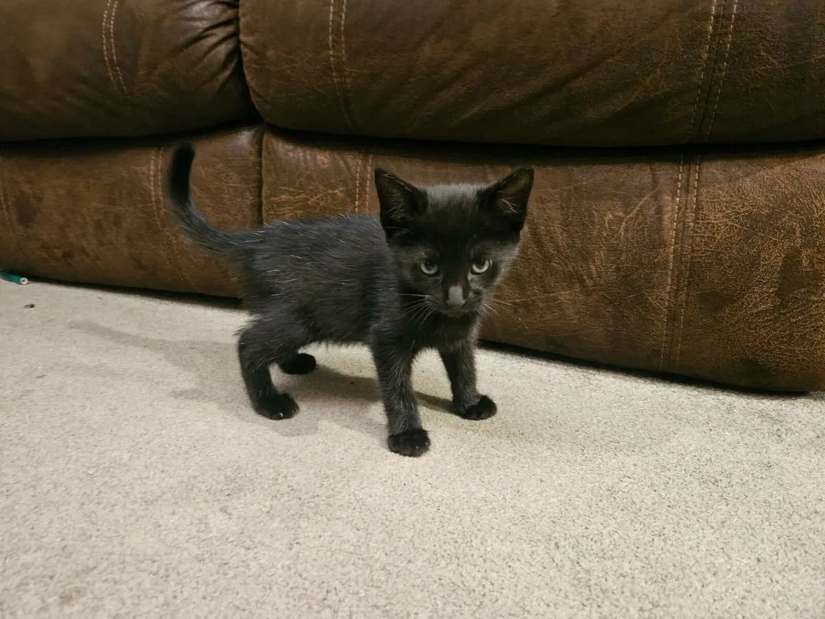 Black Kitten male - Image 3