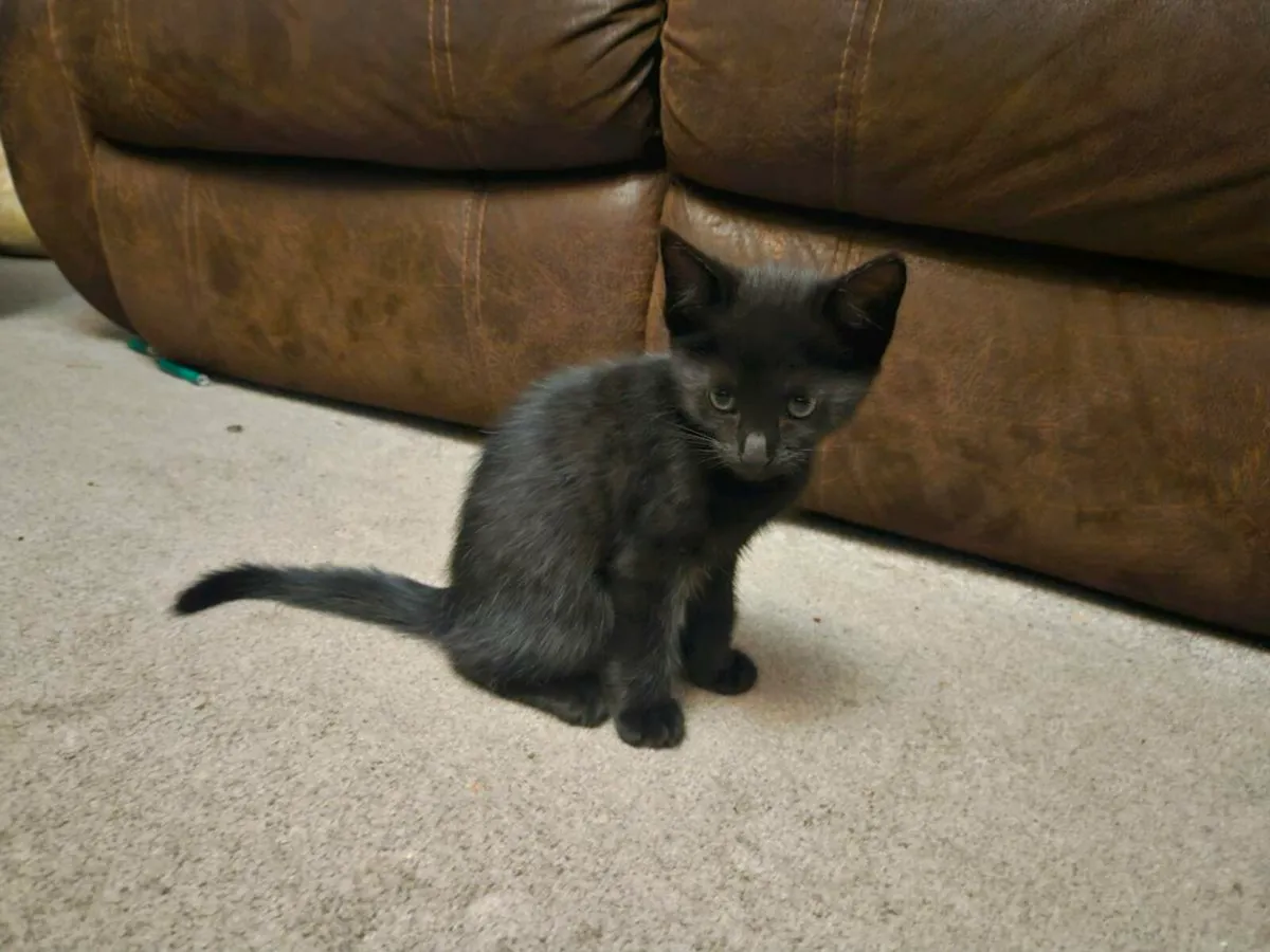 Black Kitten male - Image 4