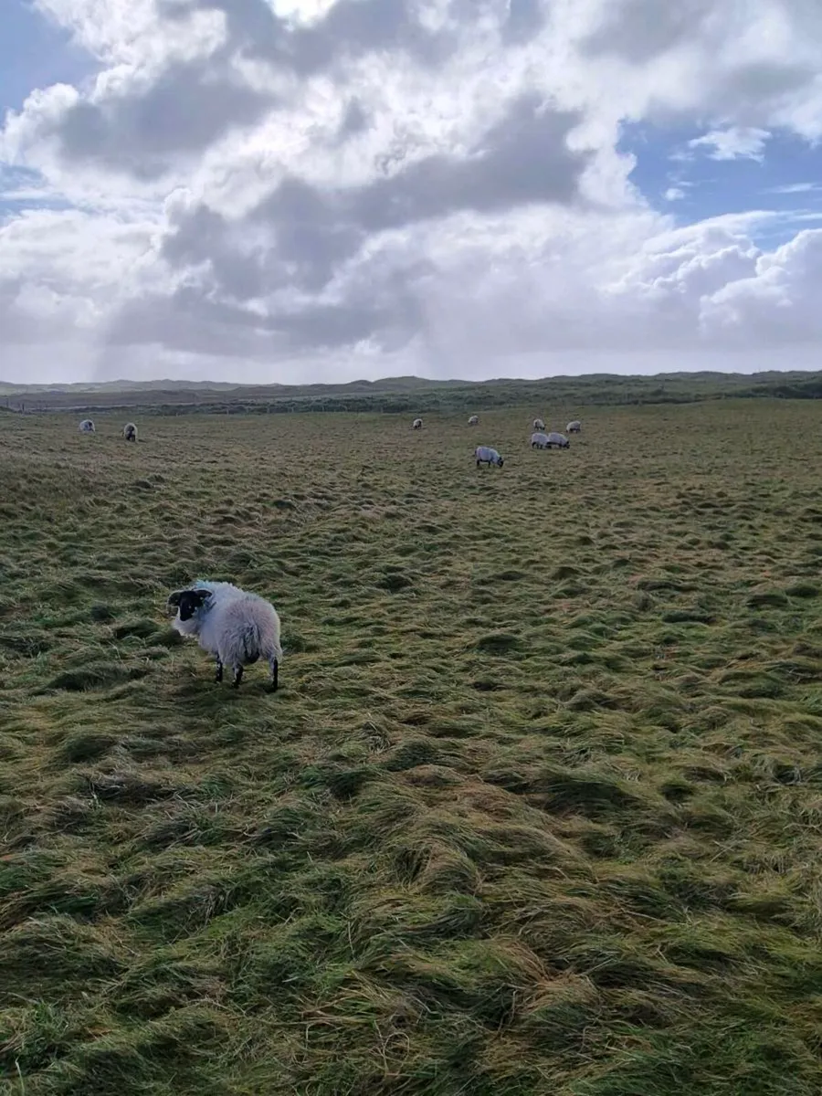113 Hogget rams Full organic Symbol - Image 2