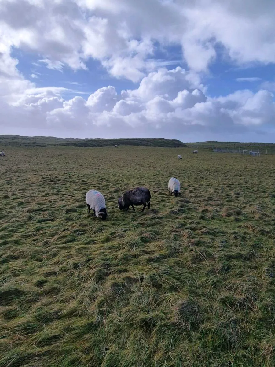 113 Hogget rams Full organic Symbol - Image 3