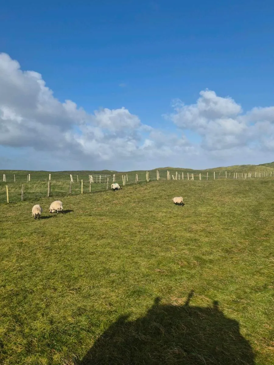 113 Hogget rams Full organic Symbol - Image 4
