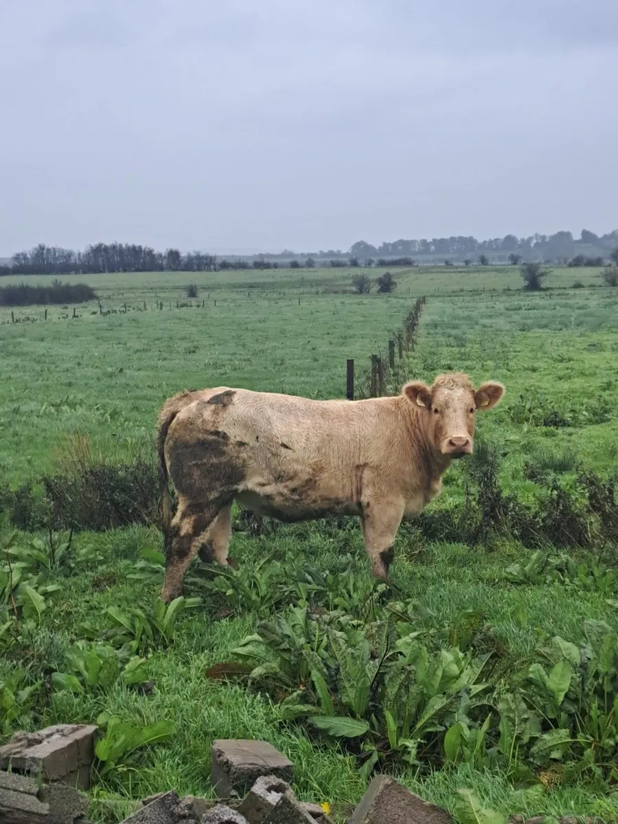 Super Store Heifers - Image 1