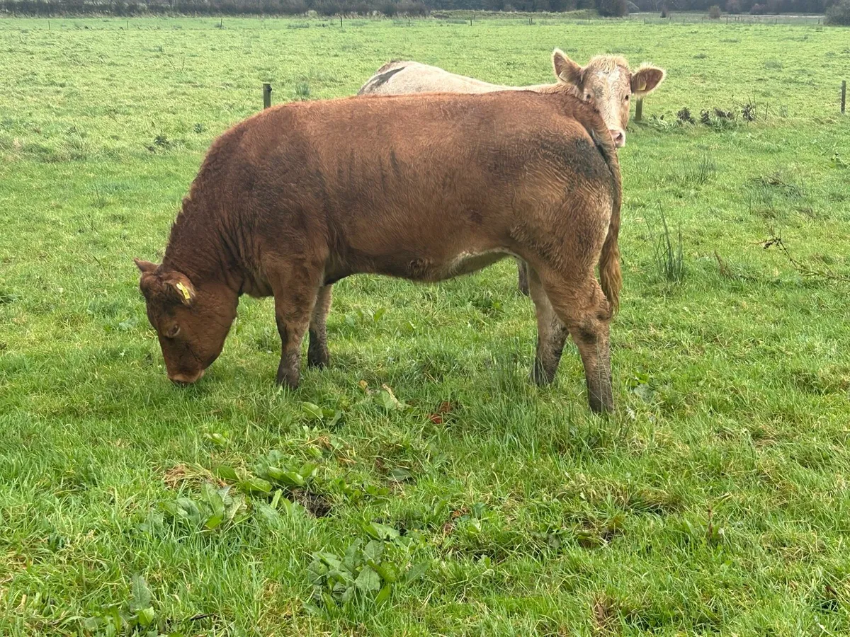 Super Store Heifers - Image 2