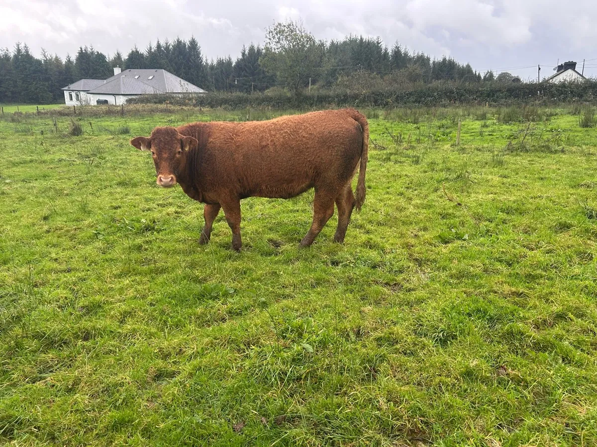 Super Store Heifers - Image 3