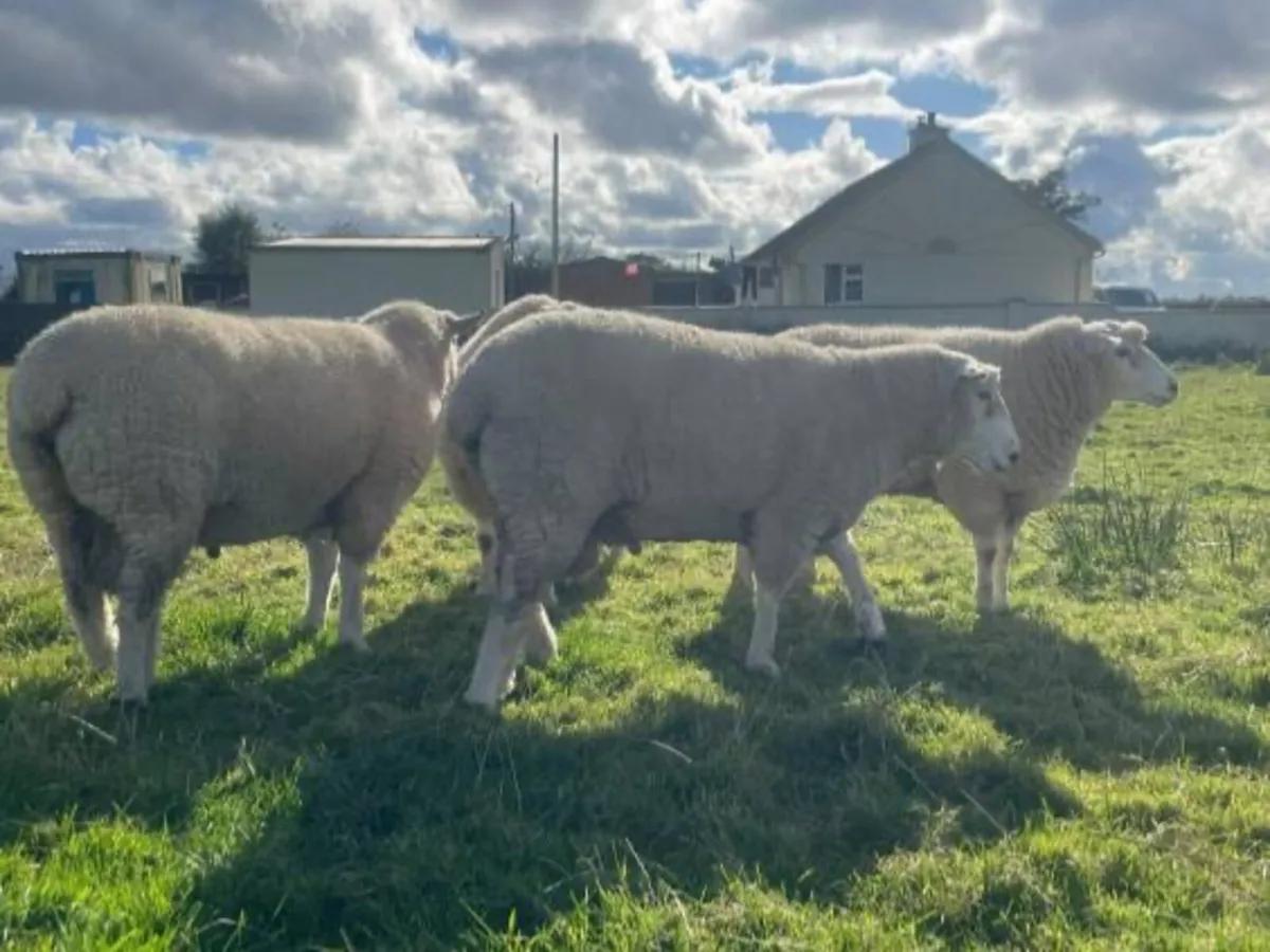 Purebred Galway rams - Image 1