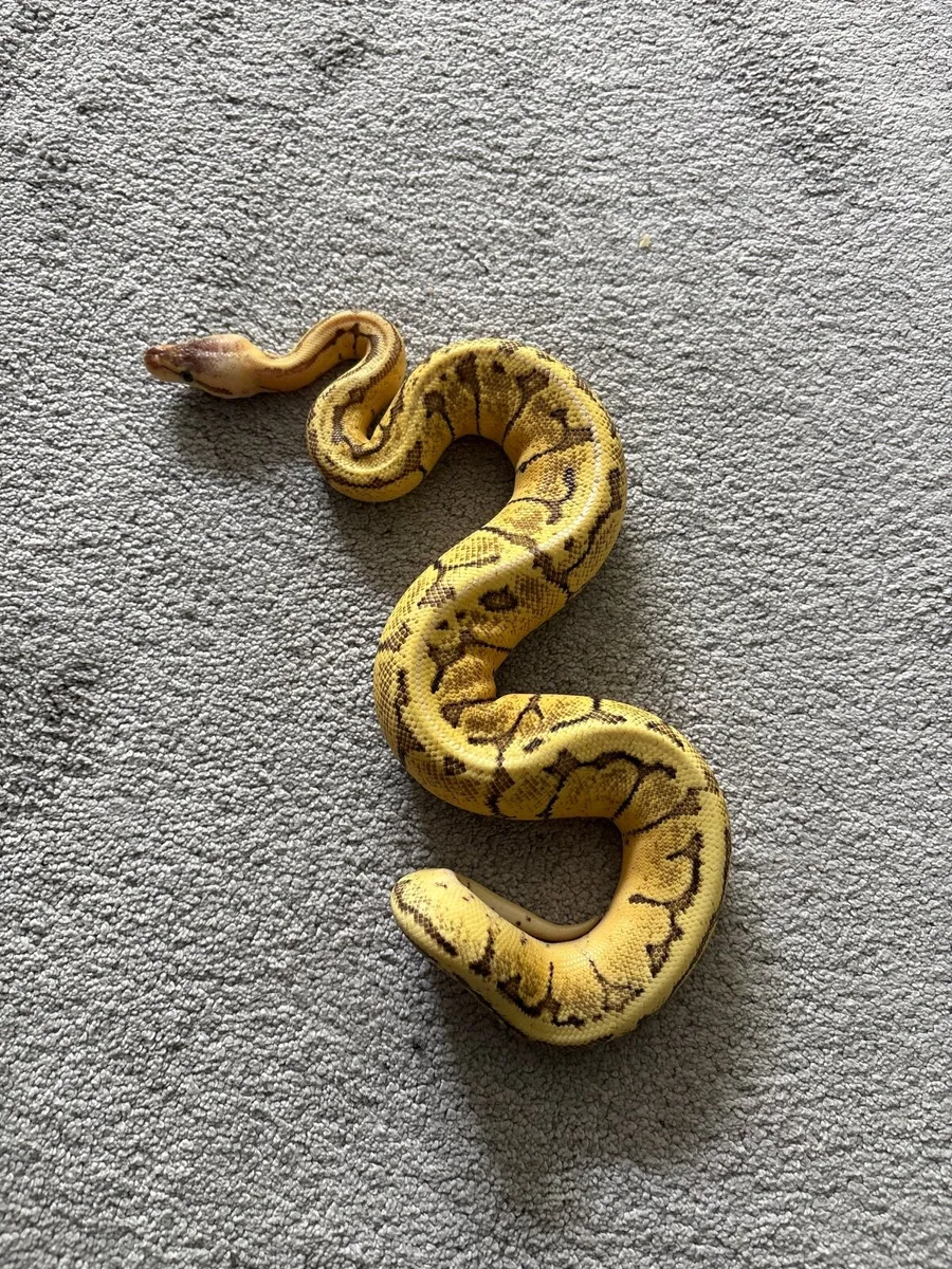 Ball python - Image 1