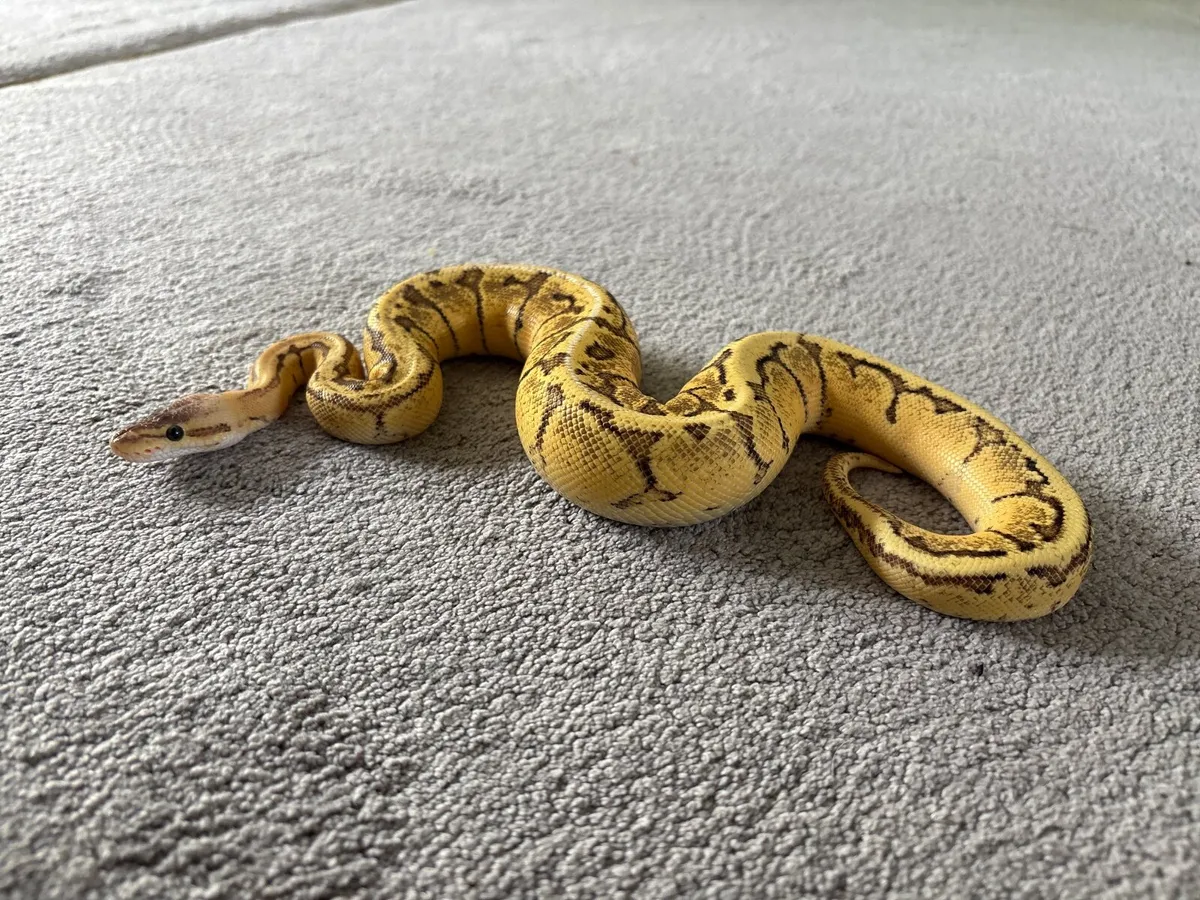 Ball python - Image 2