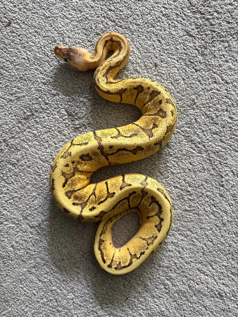 Ball python - Image 3
