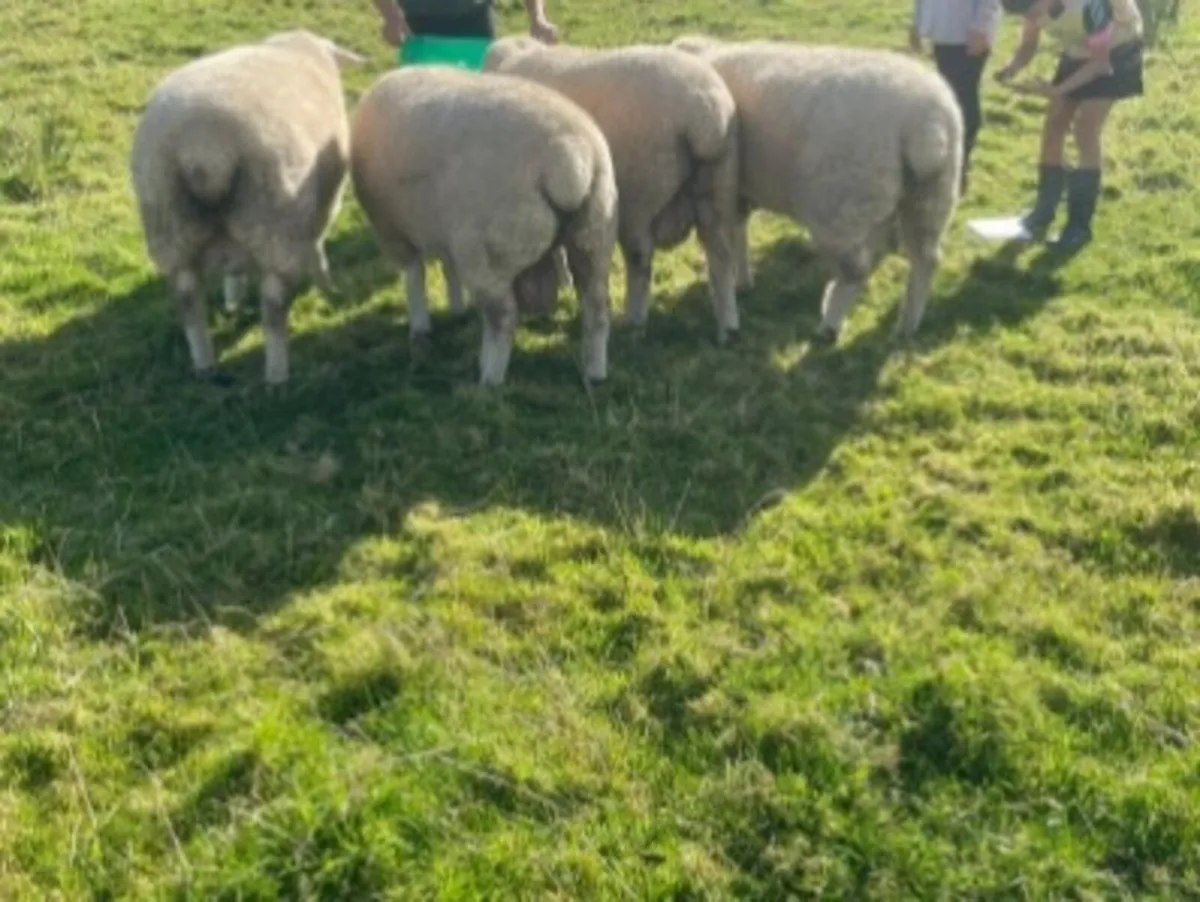 Purebred Galway rams - Image 2