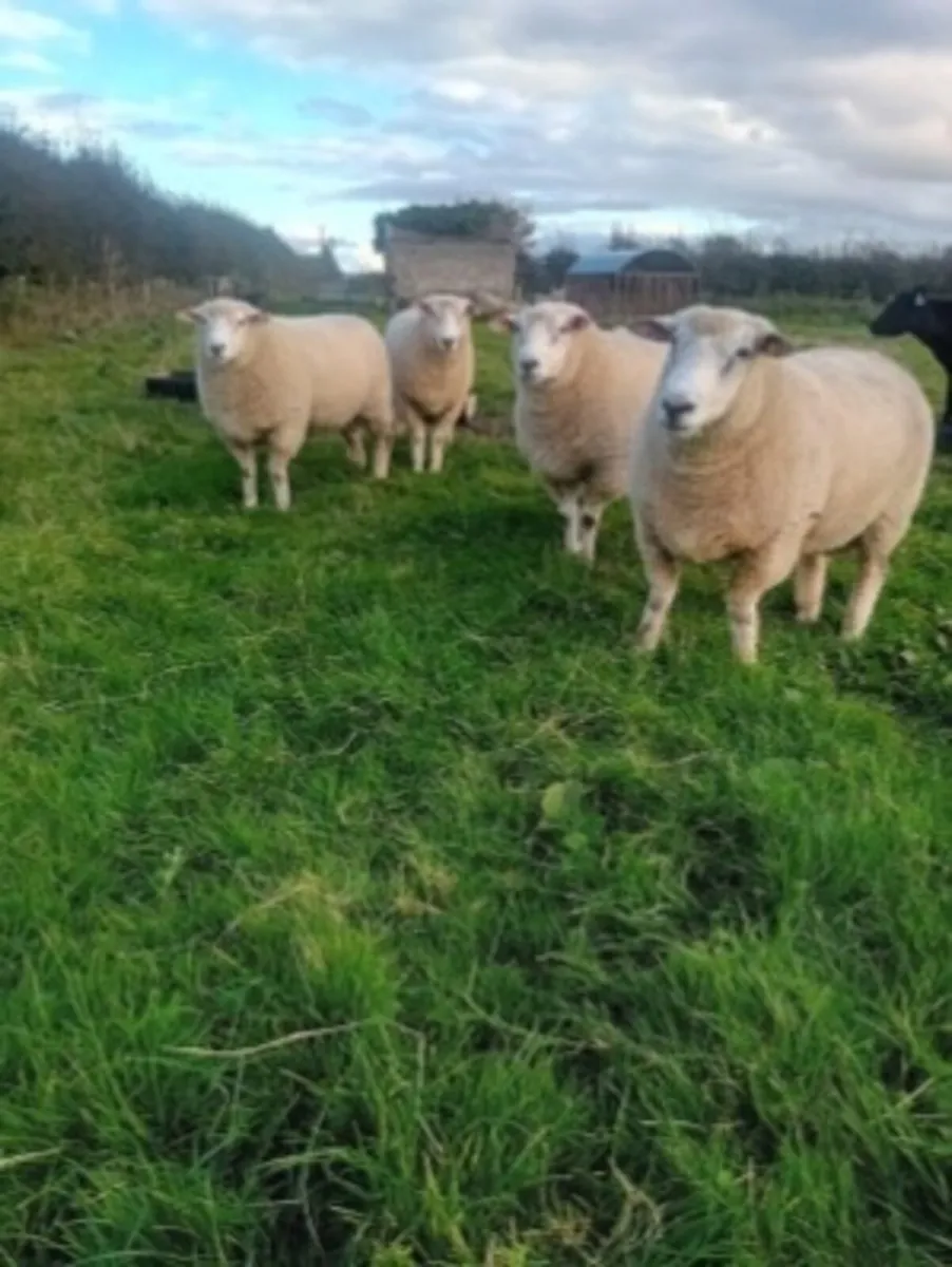 Purebred Galway rams - Image 3
