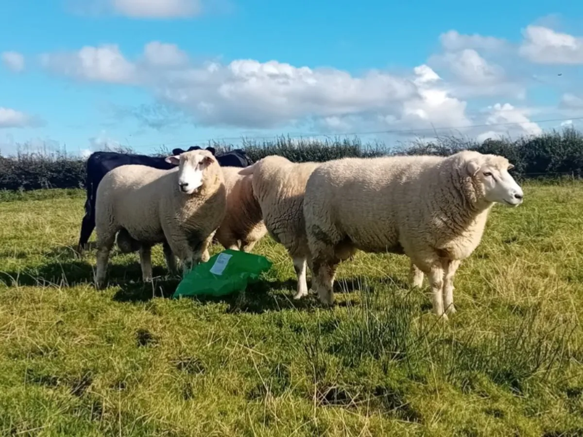 Purebred Galway rams - Image 4