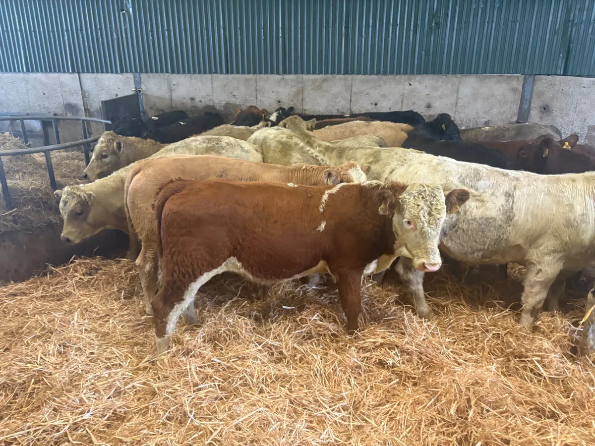 26 TOP Continental Bulls for sale - Image 4