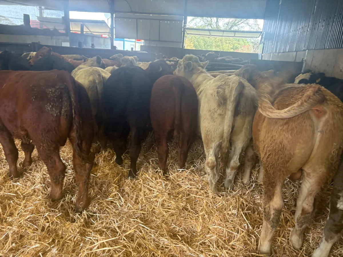 26 TOP Continental Bulls for sale - Image 1