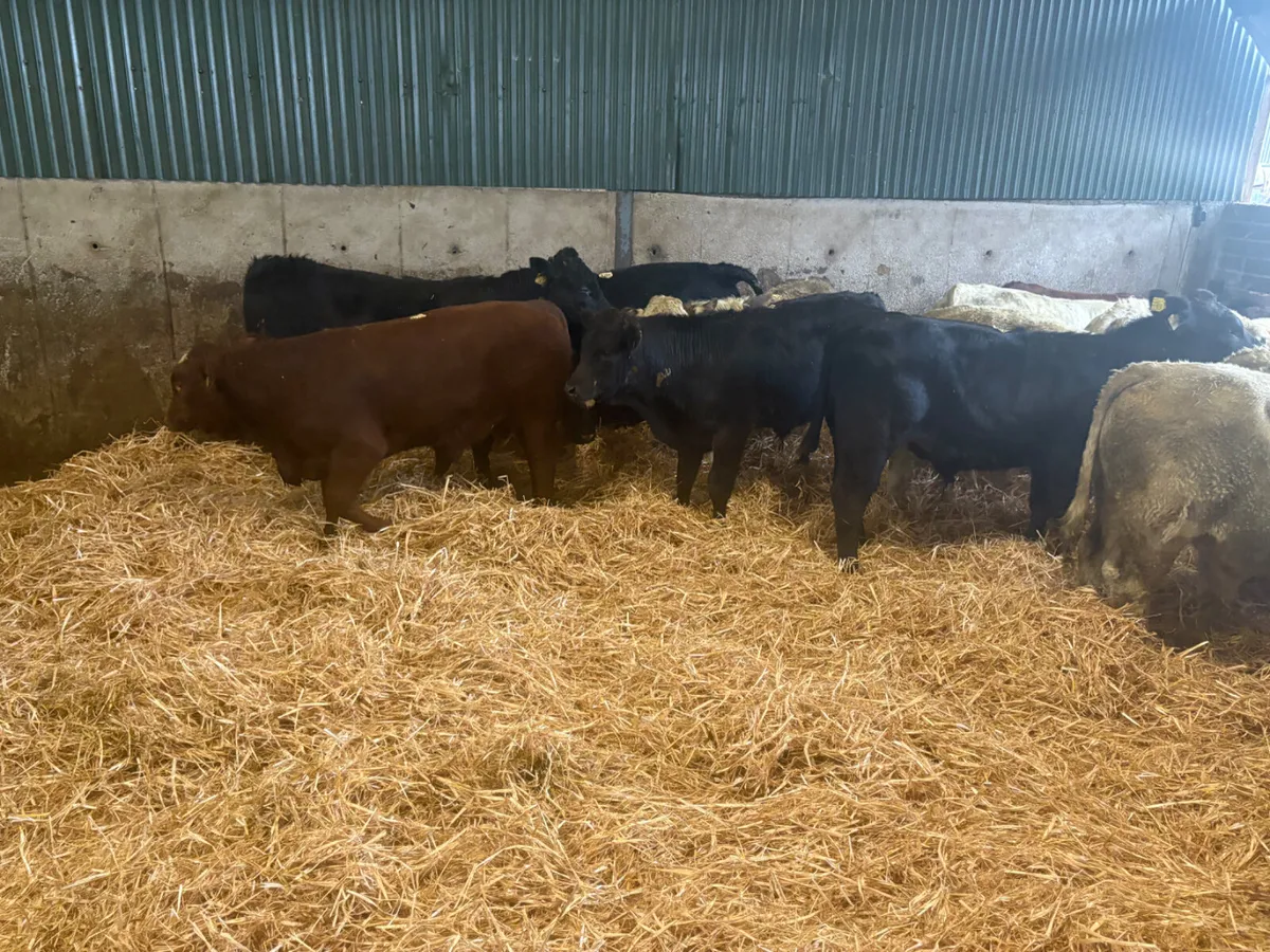 26 TOP Continental Bulls for sale - Image 2