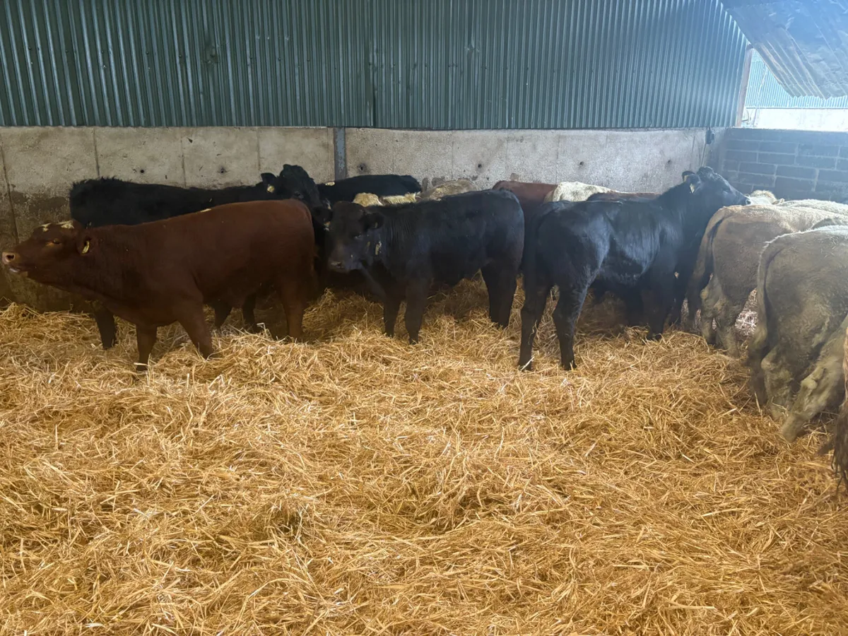 26 TOP Continental Bulls for sale - Image 3