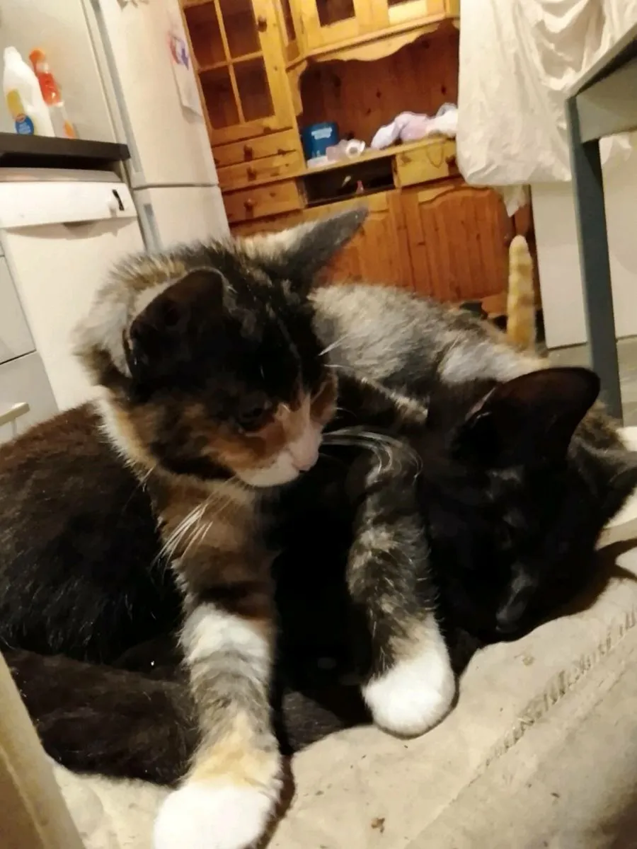 Tabby Kittens - Image 3