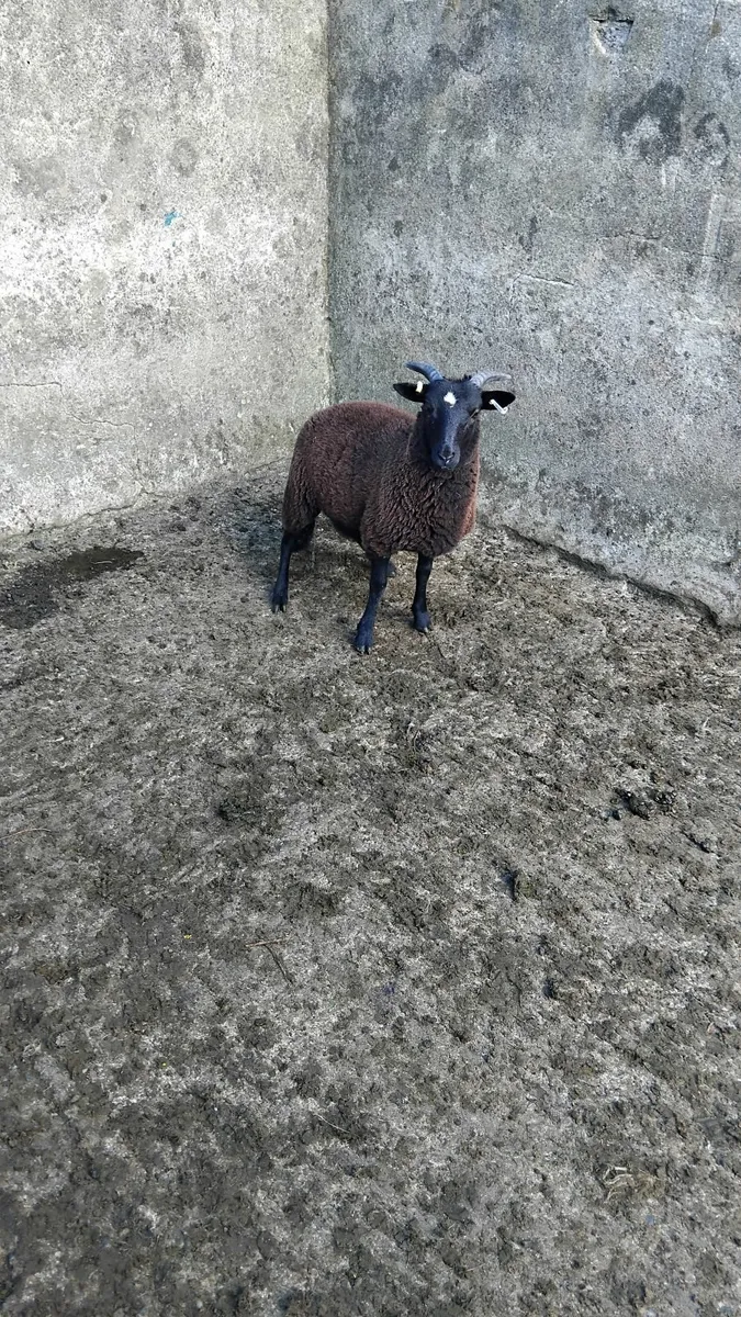 12 grey face ewe lambs - Image 4