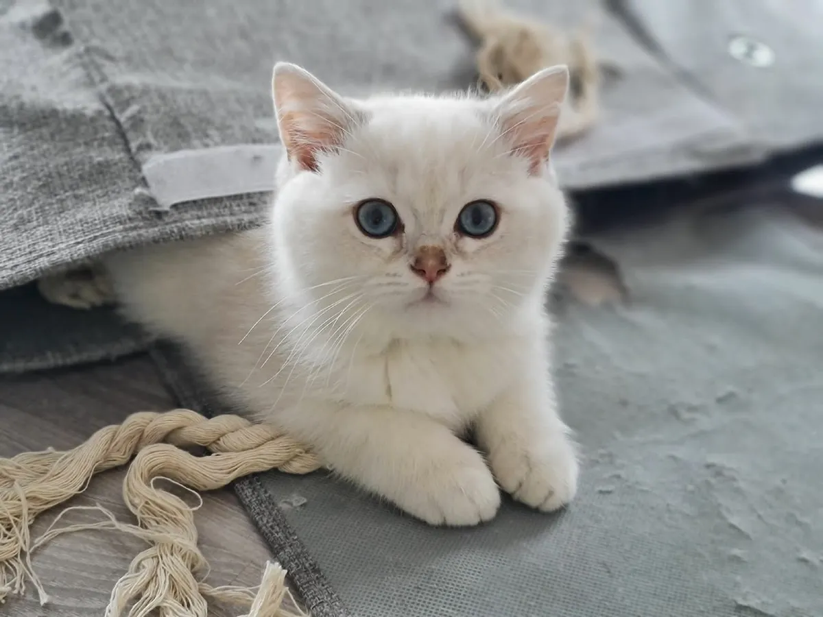 Beautiful British  and Scottish fold kittens - Image 2