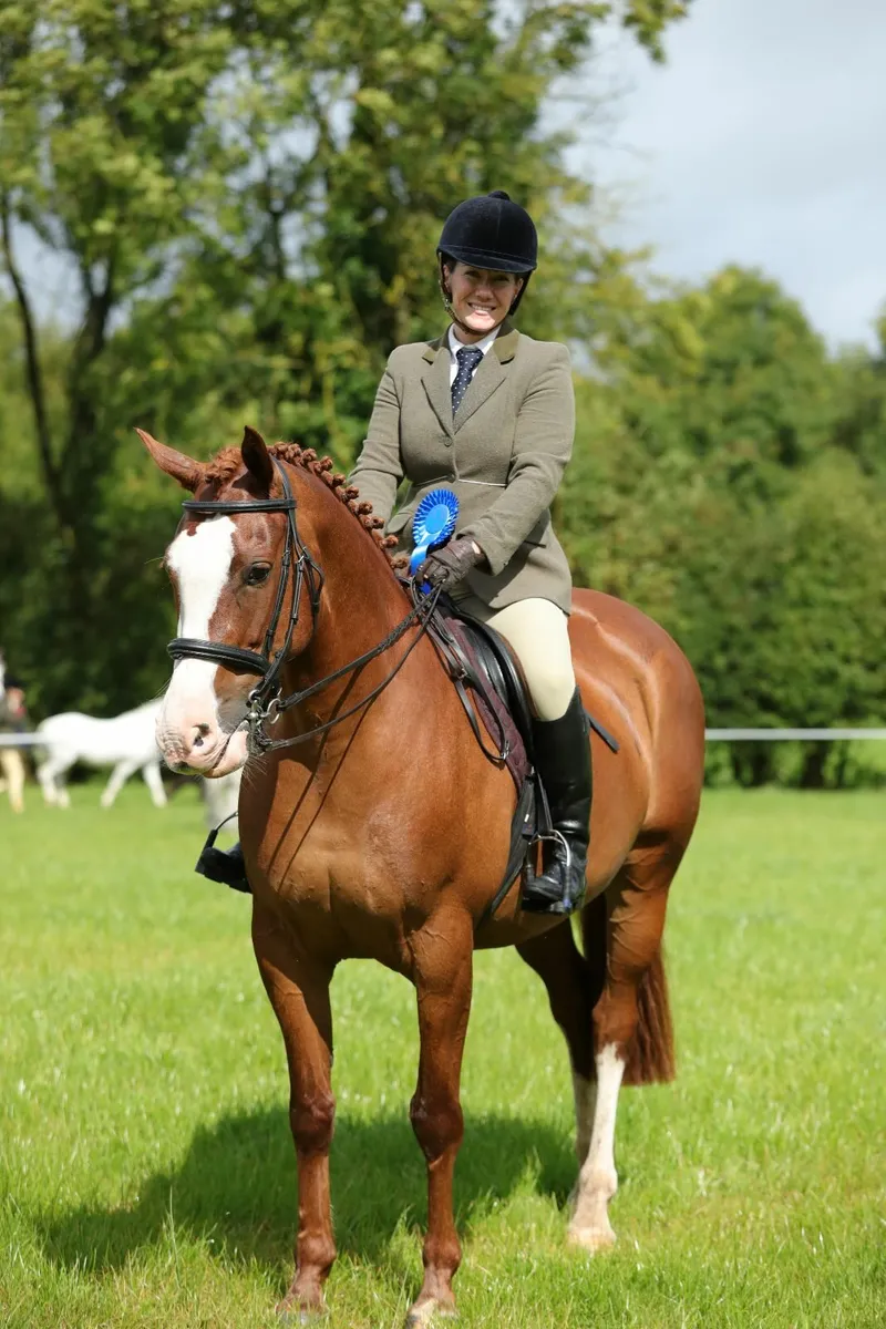 158 cm 9 year old part TB bred mare - Image 1