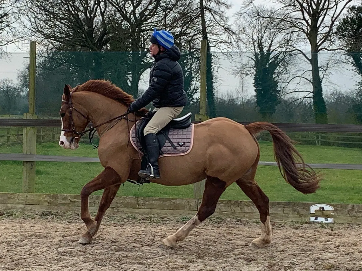 158 cm 9 year old part TB bred mare - Image 4