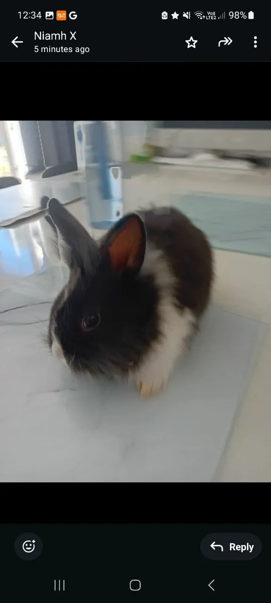Rabbits - Image 1