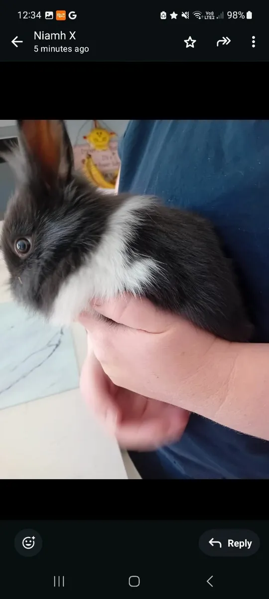 Rabbits - Image 2