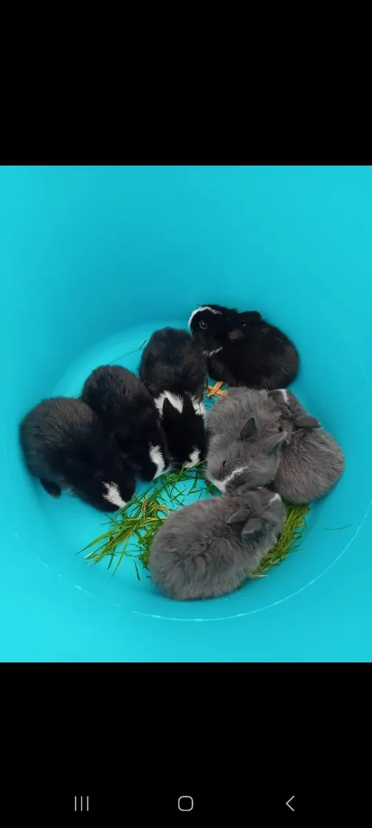 Rabbits - Image 3